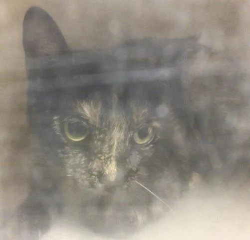 A young medium-sized female Domestic Short Hair cat named Elura for adoption in Riverside, CA