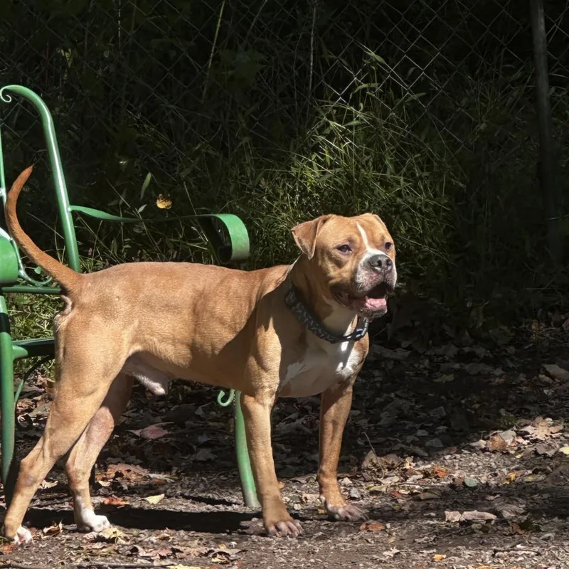 An adult medium-sized male Boxer dog named Fuego for adoption in Middletown, NY