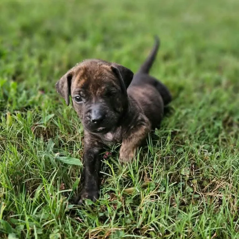 A baby medium-sized female Brindle Pit Bull Terrier dog named Zoey for adoption in Griswold, CT