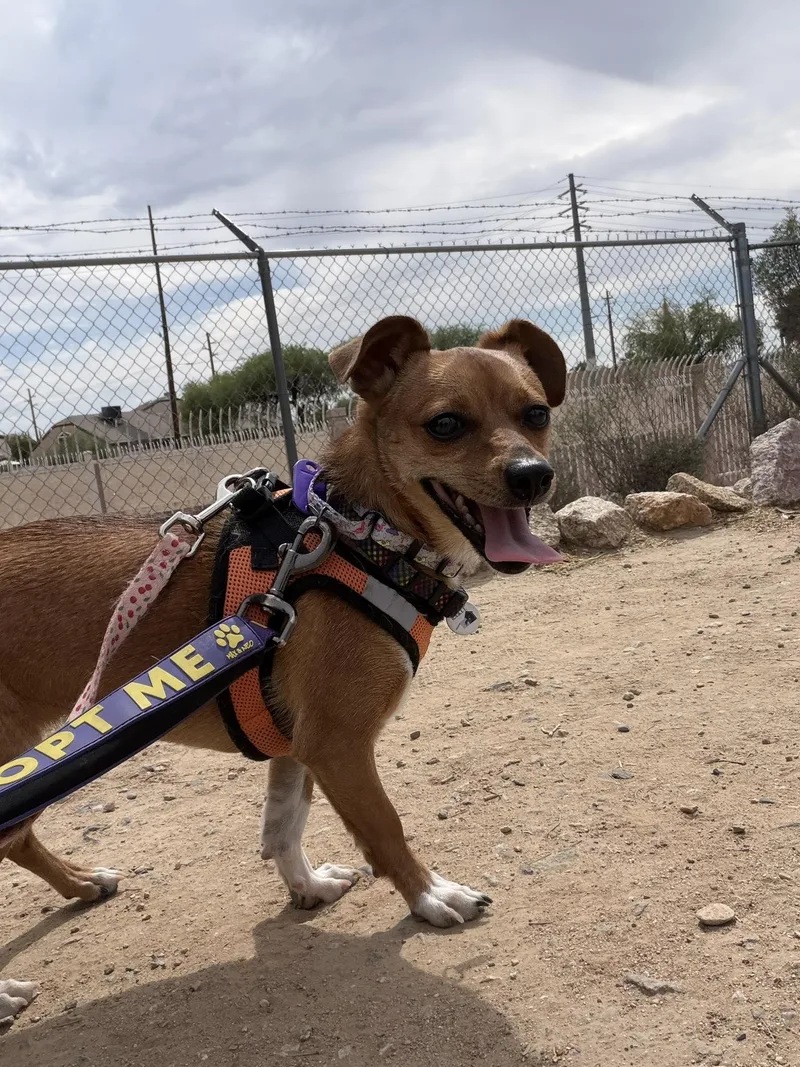 A young small-sized female Golden Chihuahua dog named Sizzle for adoption in Phoenix, AZ
