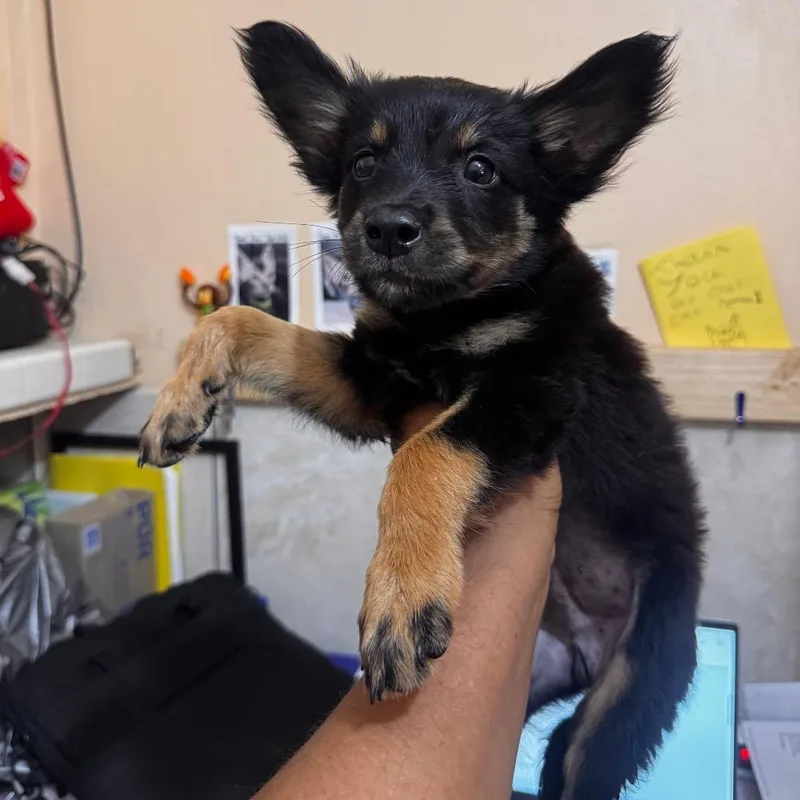 A baby small-sized male Black Mixed Breed dog named Leo for adoption in Vieques, PR