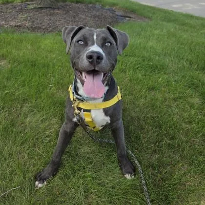 An adult large-sized male Pit Bull Terrier dog named Neville for adoption in Wheaton, IL