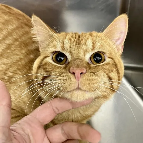 A young small-sized male Domestic Short Hair cat named Garfield for adoption in Sioux City, IA
