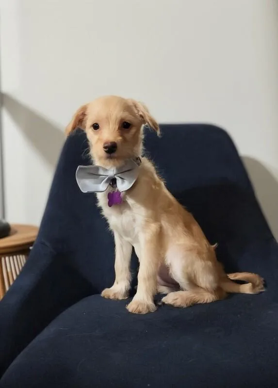 Mojo Jojo thumbnail 2