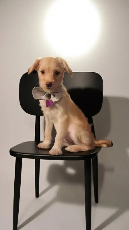 Mojo Jojo thumbnail 3