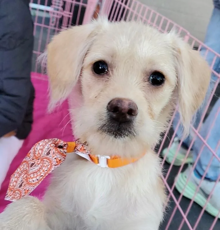 Mojo Jojo thumbnail 4