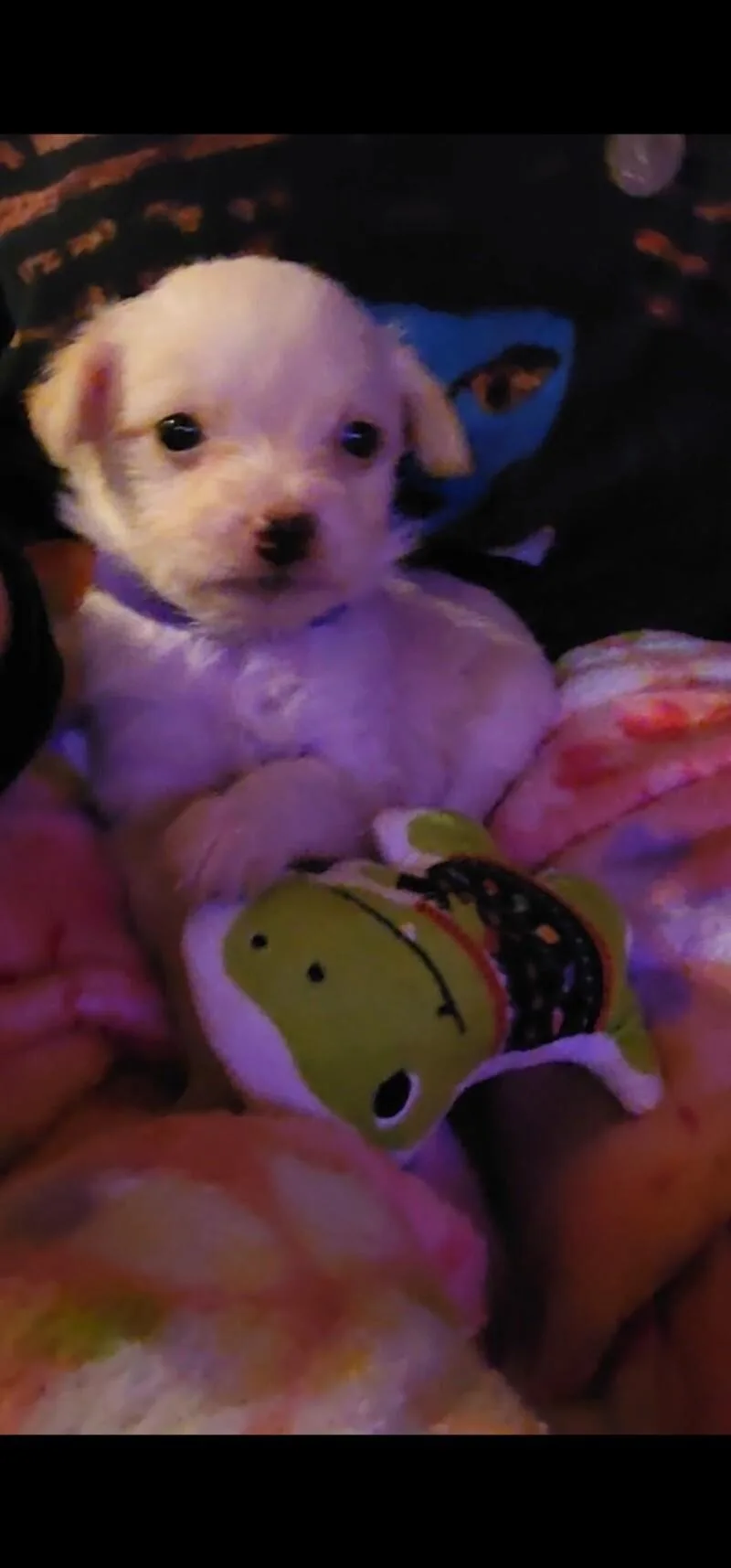 Mojo Jojo thumbnail 5