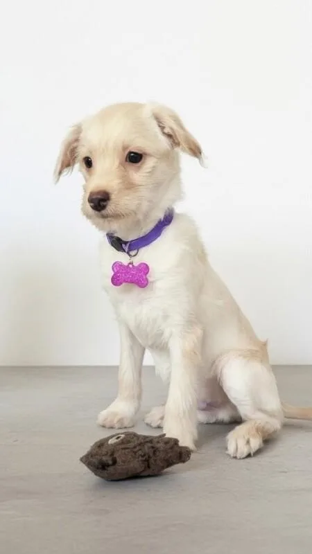 Mojo Jojo thumbnail 6