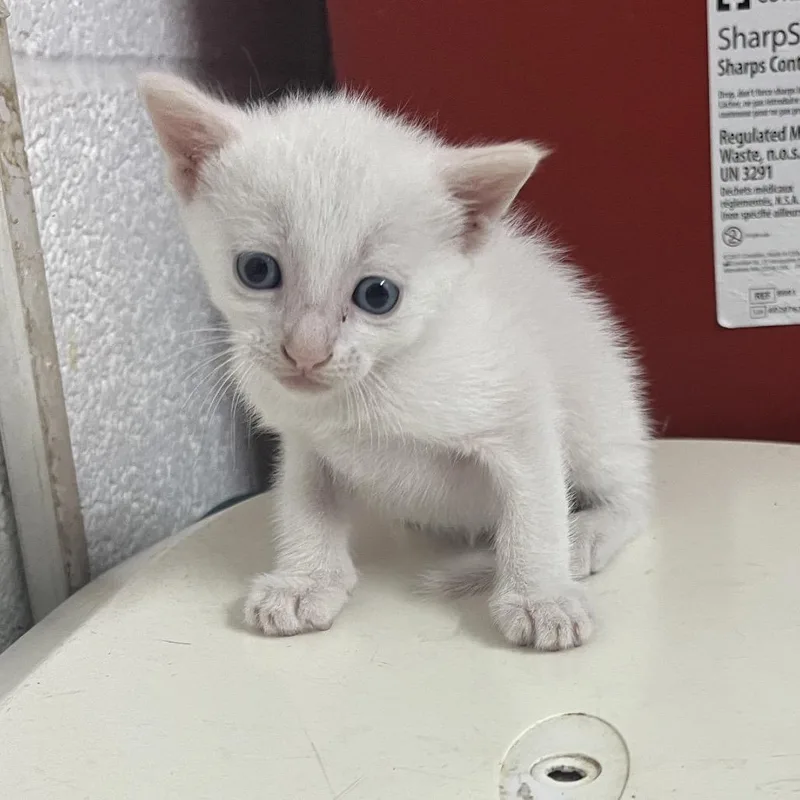 A baby small-sized male White Domestic Short Hair cat named Nemo for adoption in Edinburg, TX