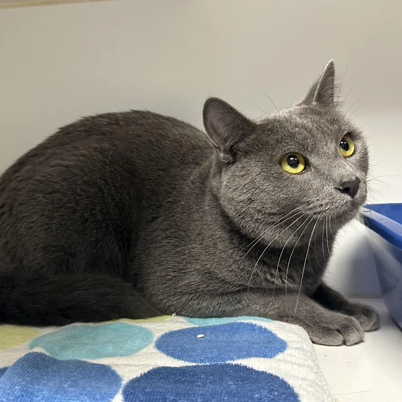A young medium-sized male Domestic Short Hair cat named Kohl for adoption in Clifton, NJ