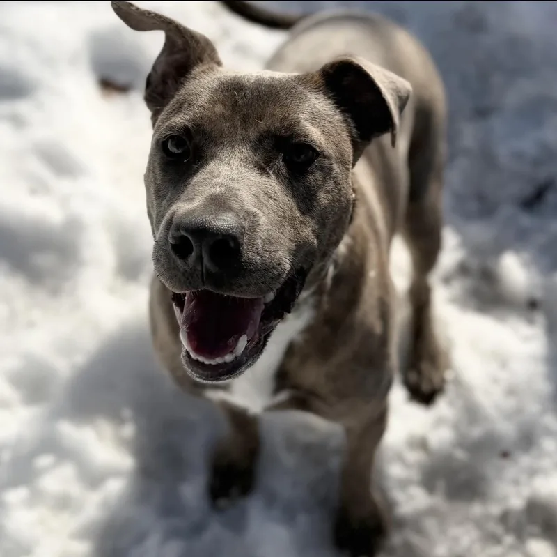A young medium-sized male Gray / Blue / Silver Mixed Breed dog named Deacon for adoption in Cranston, RI