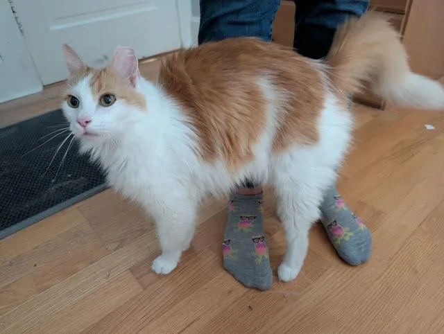 A young medium-sized male Orange & White Domestic Long Hair cat named Prince for adoption in Barrington Hills, IL