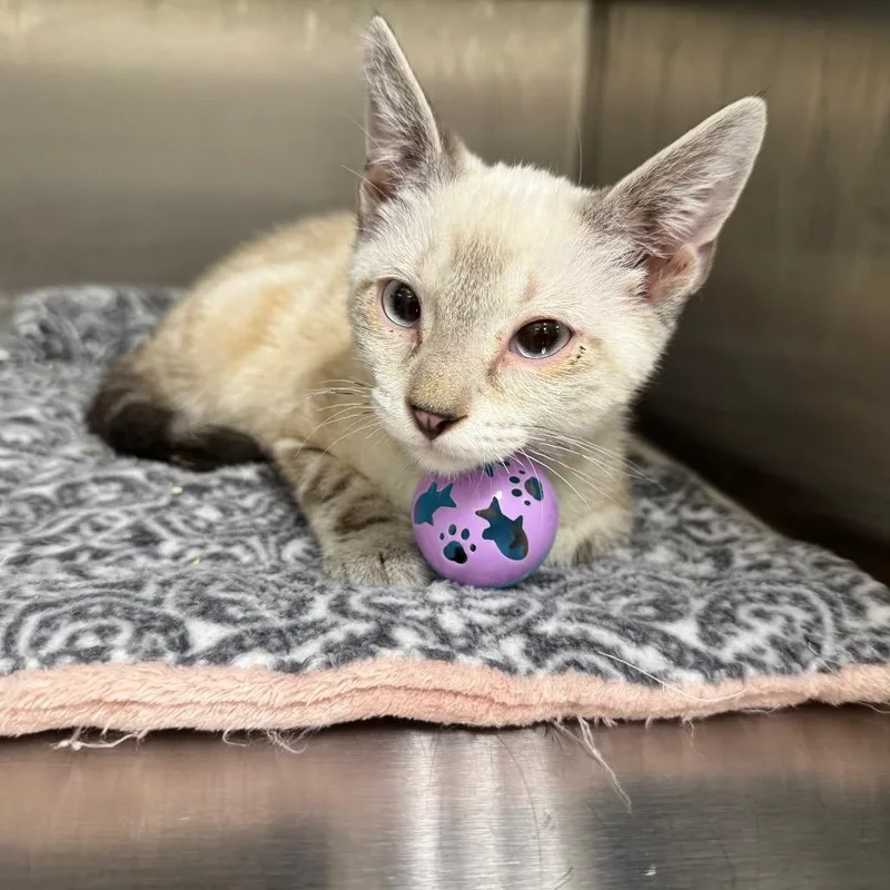 A baby small-sized male White Domestic Short Hair cat named Ivan for adoption in Upland, CA