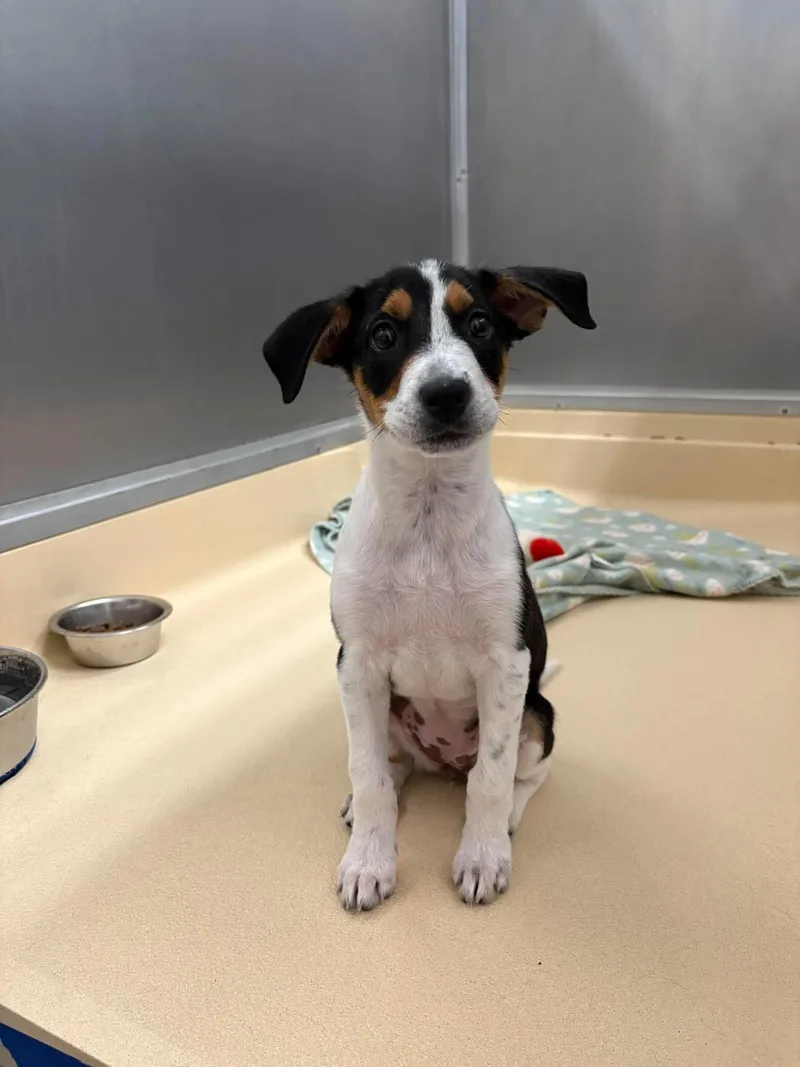 A young medium-sized female Tricolor (Brown, Black, & White) Treeing Walker Coonhound dog named Unknown for adoption in Burgaw, NC