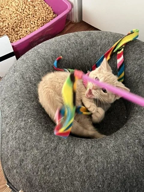 A baby medium-sized male Domestic Short Hair cat named Gordita Crunch for adoption in Chesapeake Beach, MD
