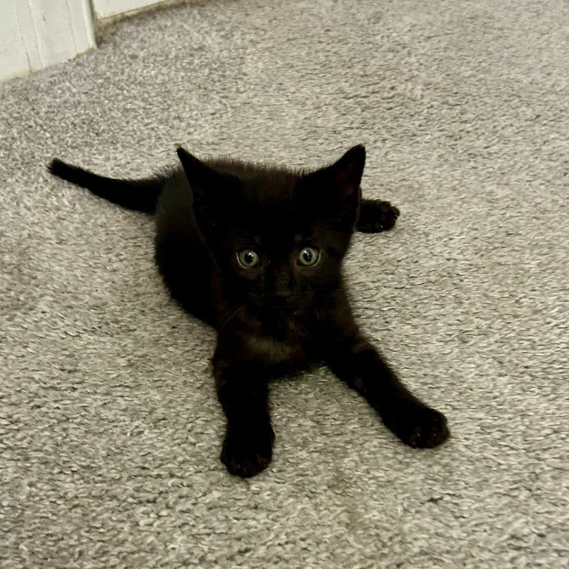 A baby small-sized male Tabby (Gray / Blue / Silver) Domestic Short Hair cat named Benji for adoption in Raleigh, NC