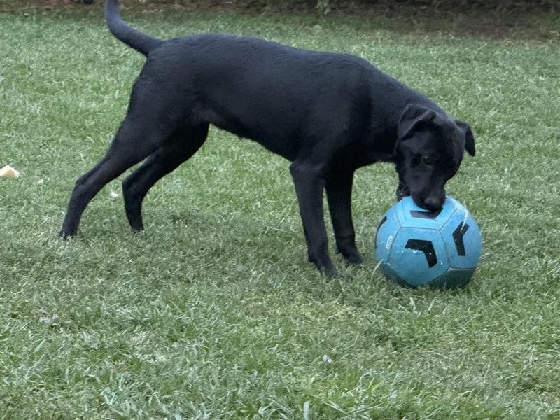 A young large-sized female Black Labrador Retriever dog named Cherry for adoption in Pottsboro, TX