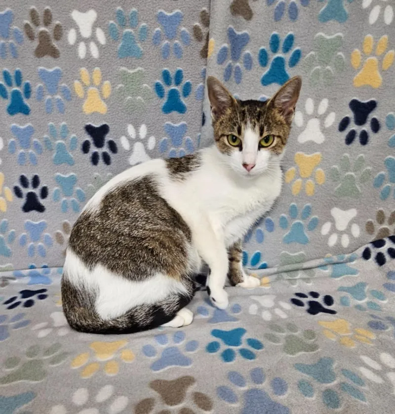 A young medium-sized female Domestic Short Hair cat named Casey for adoption in Wabash, IN