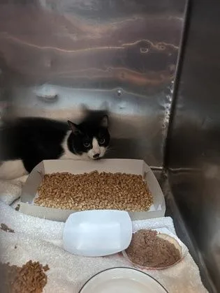 An adult small-sized male Domestic Short Hair cat named Tyson for adoption in El Paso, TX
