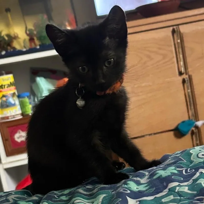 A baby small-sized male Black Domestic Short Hair cat named Montel for adoption in Westminster, CA