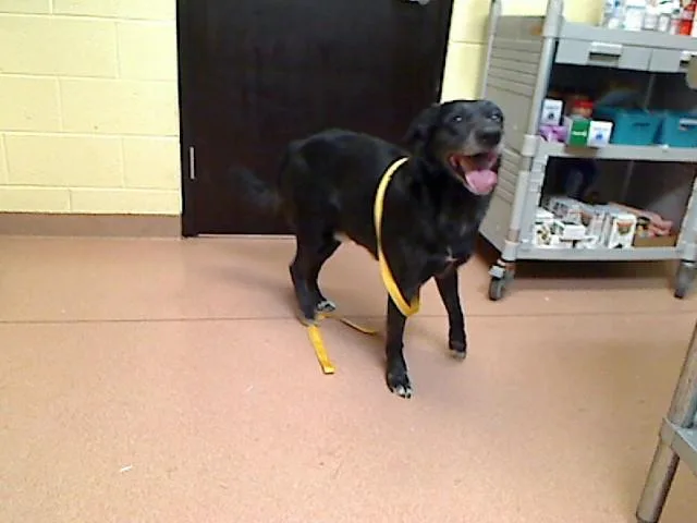 An adult large-sized male Labrador Retriever dog named August for adoption in Cookeville, TN