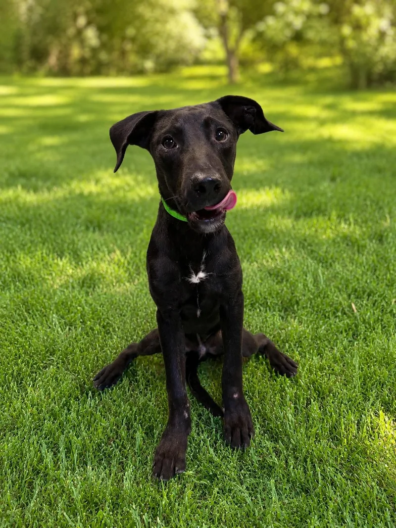 A baby medium-sized male Black American Staffordshire Terrier dog named Midnight for adoption in Tomball, TX