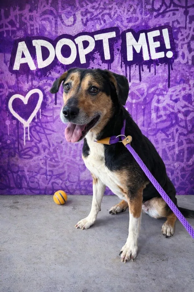 An adult large-sized female Beagle dog named Leelo for adoption in Glenfield, NY