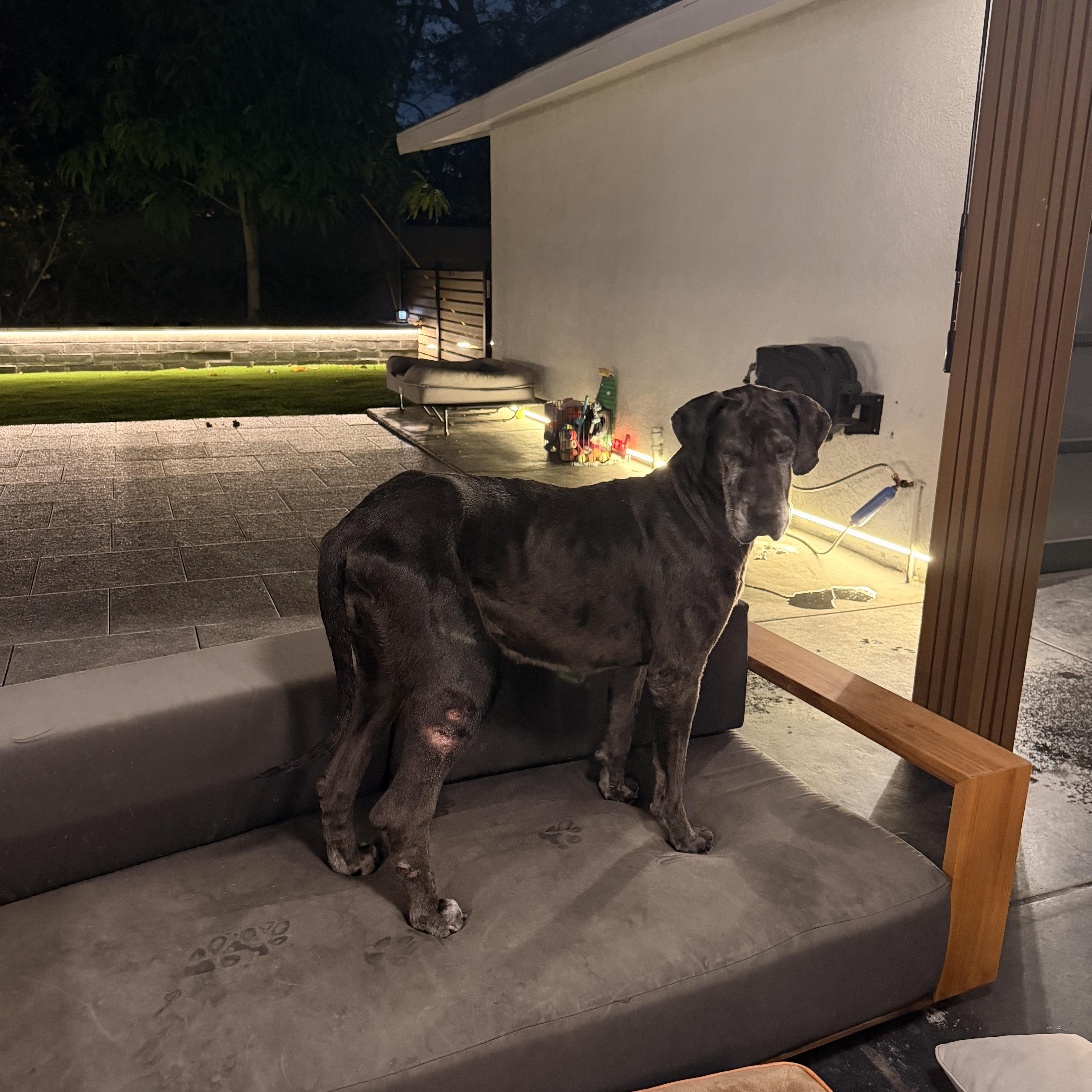 An adult extra large-sized female Merle (Red) Great Dane dog named Lollie for adoption in Long Beach, CA