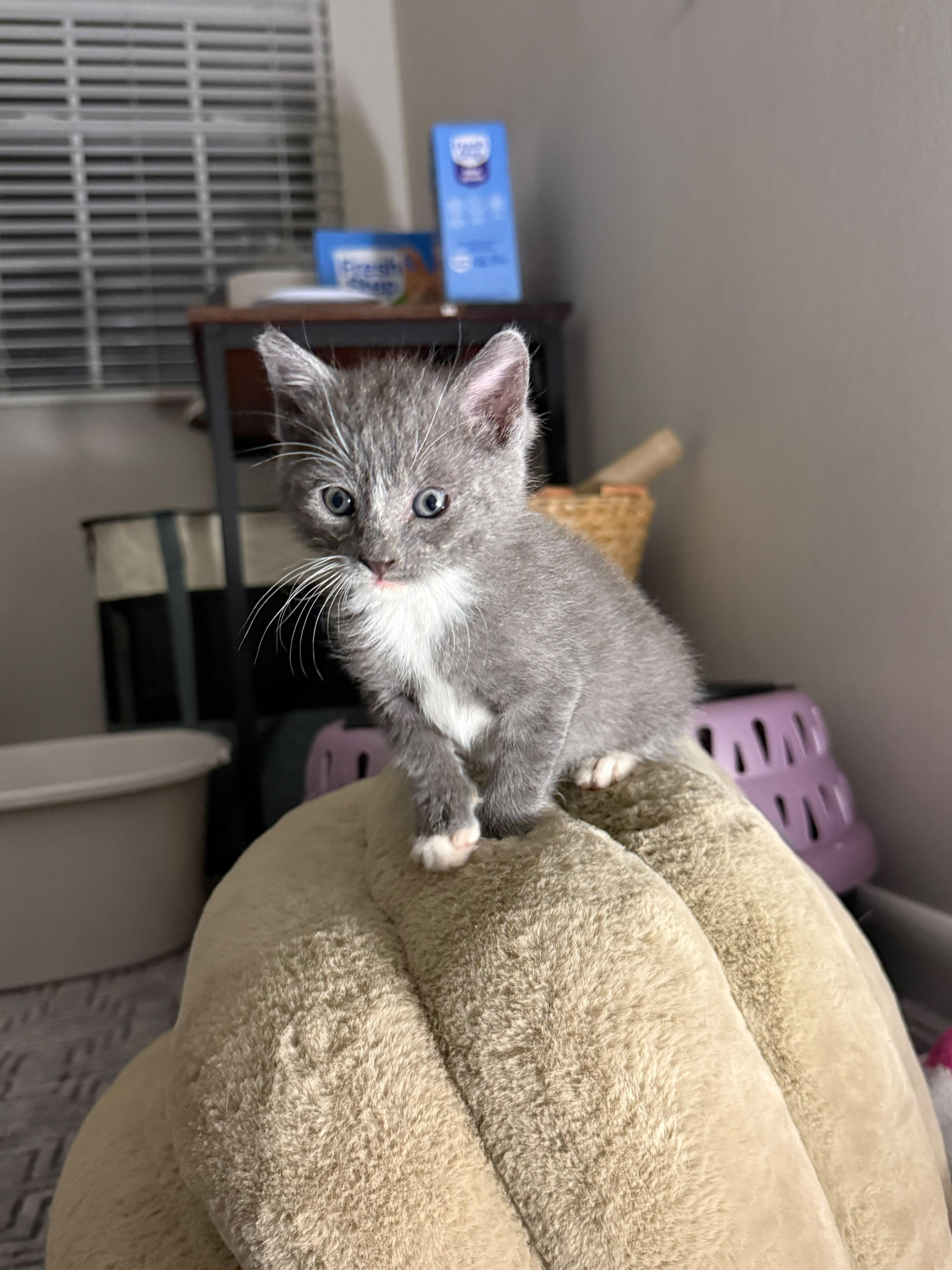 A baby medium-sized male Gray / Blue / Silver Domestic Short Hair cat named Simon for adoption in Sunrise, FL