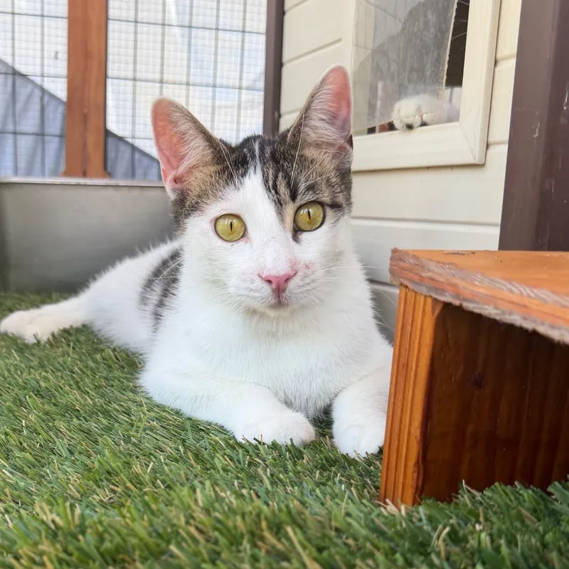 An adult small-sized male Gray / Blue / Silver Domestic Short Hair cat named Latte for adoption in Long Beach, CA