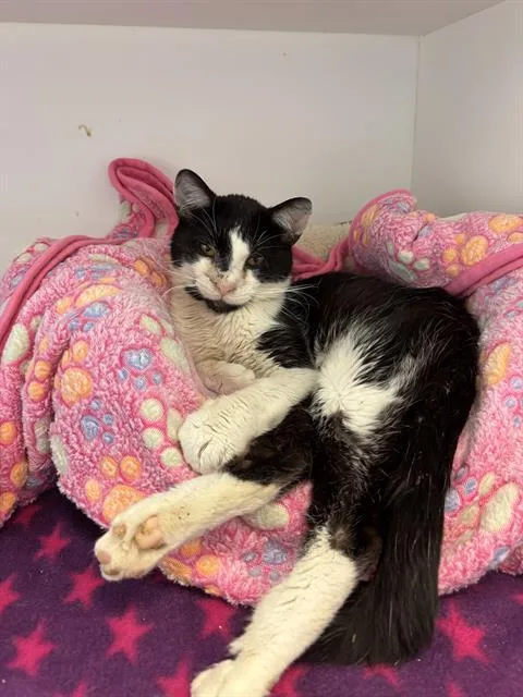 An adult small-sized male Domestic Medium Hair cat named Larry for adoption in Indianapolis, IN