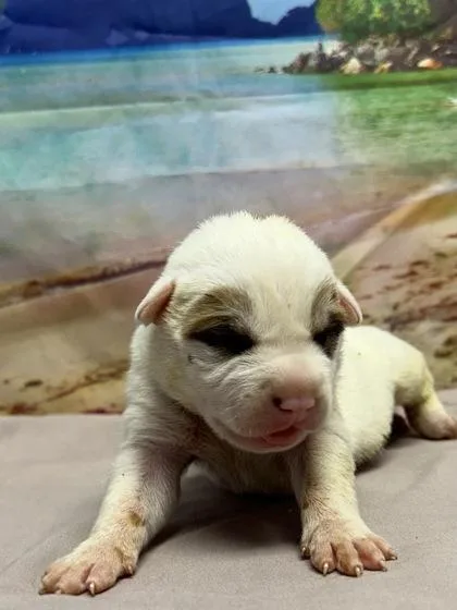 A baby small-sized female Retriever dog named Eloise for adoption in San Antonio, TX