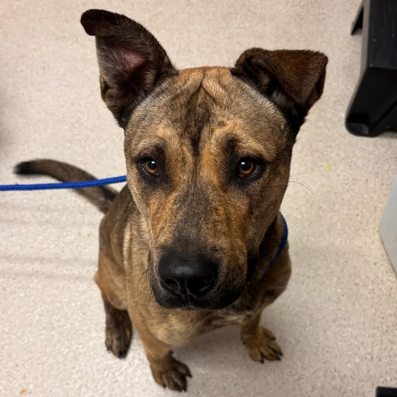 A young large-sized male Mixed Breed dog named Pedrito for adoption in Murray, UT
