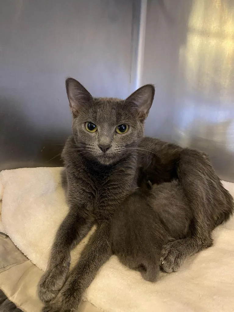 An adult medium-sized female Russian Blue cat named Amber for adoption in Bourbonnais, IL