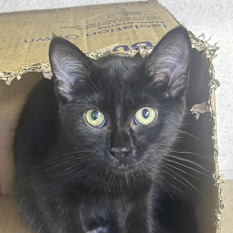 A baby small-sized female Black Domestic Short Hair cat named Martini for adoption in Westhampton, NY