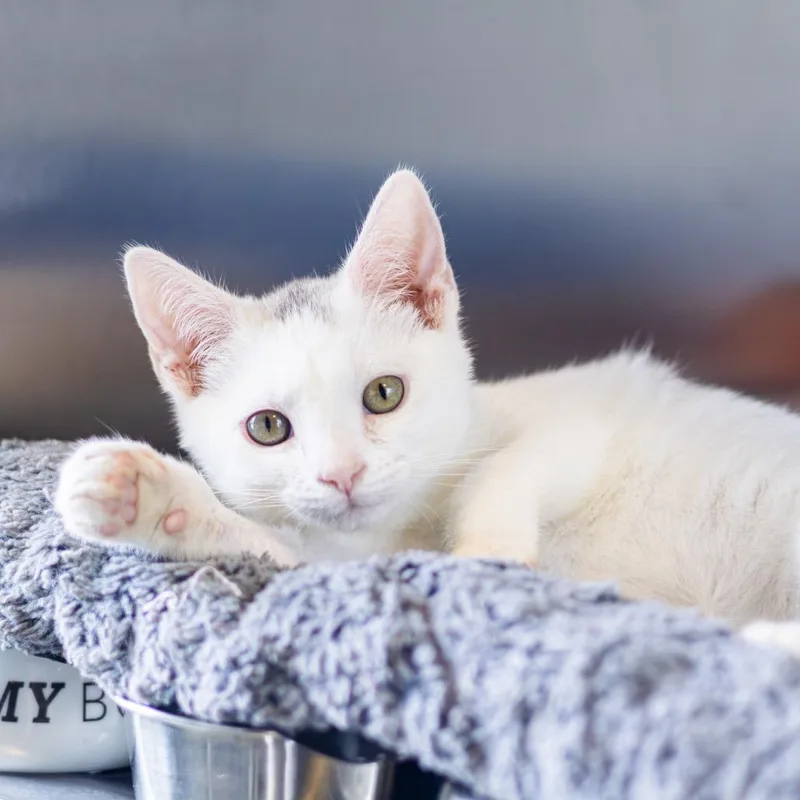 A baby small-sized male White Domestic Short Hair cat named Puck for adoption in Wilmington, DE