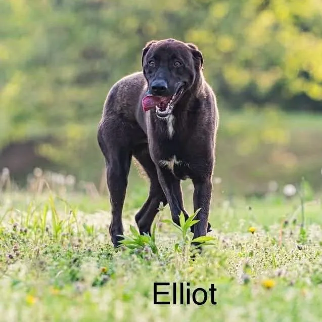 Elliott