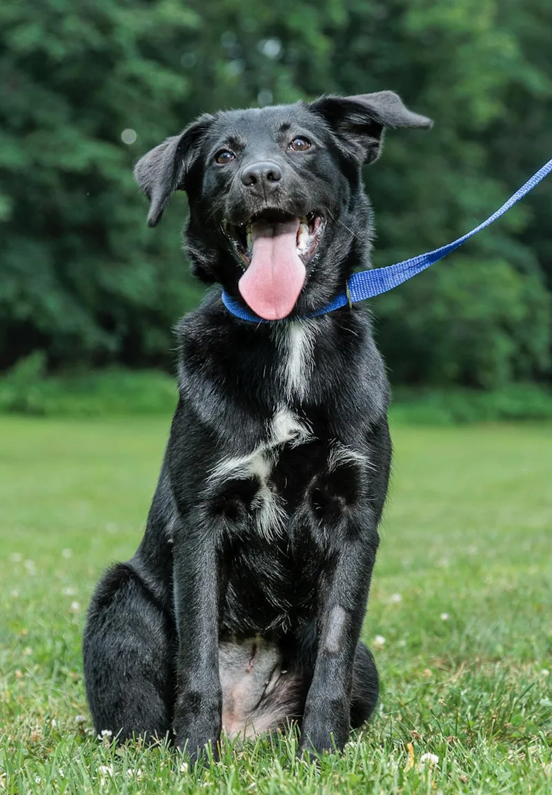 A young medium-sized male Labrador Retriever dog named Rolly for adoption in Chester Springs, PA