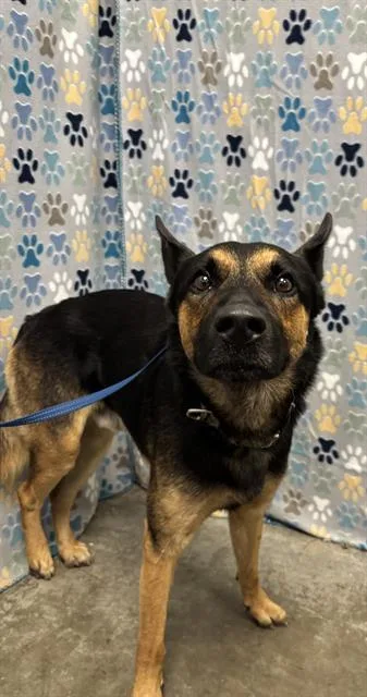 An adult large-sized male German Shepherd Dog dog named Dave for adoption in Rosenberg, TX