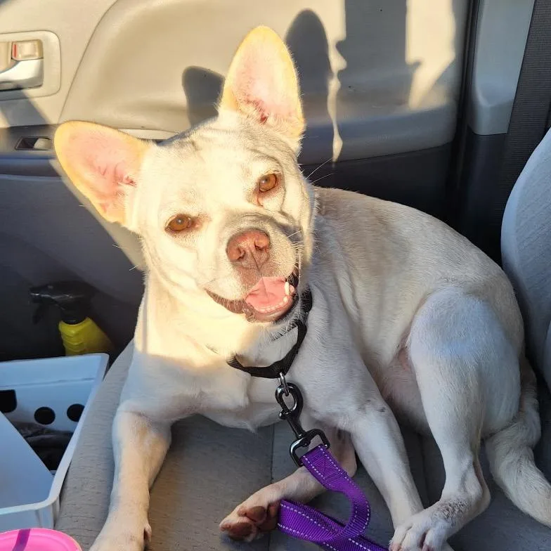 An adult medium-sized female White / Cream French Bulldog dog named Steak Sauce for adoption in Houston, TX