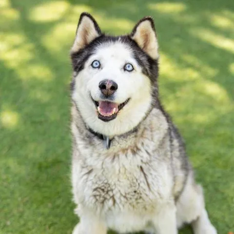An adult medium-sized female Siberian Husky dog named Bella for adoption in Camarillo, CA
