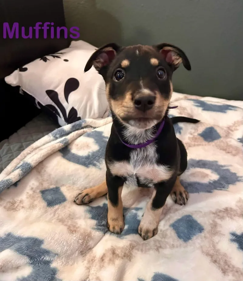 A baby medium-sized female Australian Cattle Dog / Blue Heeler dog named Muffins for adoption in Las Vegas, NV