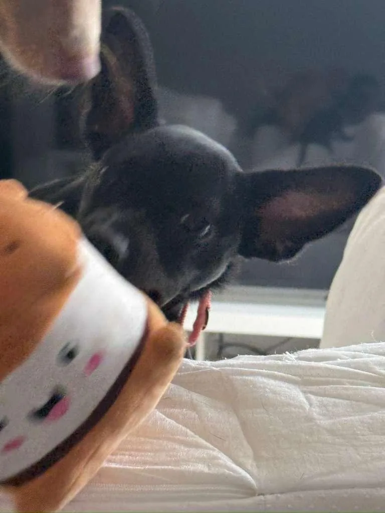 A baby small-sized female Black Chihuahua dog named Carly for adoption in Yonkers, NY