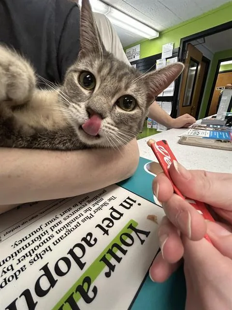 A young medium-sized female Domestic Short Hair cat named Cricket for adoption in Kent, WA