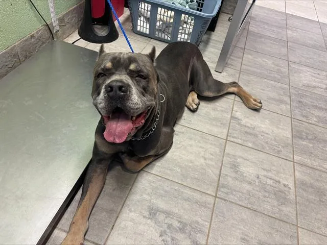 An adult extra large-sized male Cane Corso dog named Vinny for adoption in Grand Prairie, TX