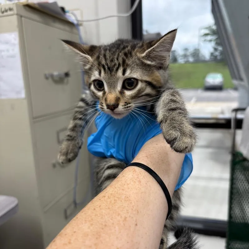 A baby small-sized male Brown / Chocolate Domestic Short Hair cat named Stain Remover for adoption in Columbiana, AL