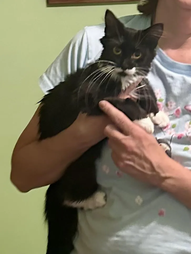 A baby medium-sized female Black & White / Tuxedo Domestic Long Hair cat named Rapunzel for adoption in Albany, NY