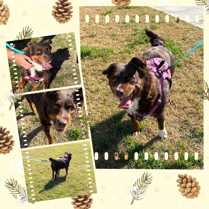 Darling Debbie thumbnail 4