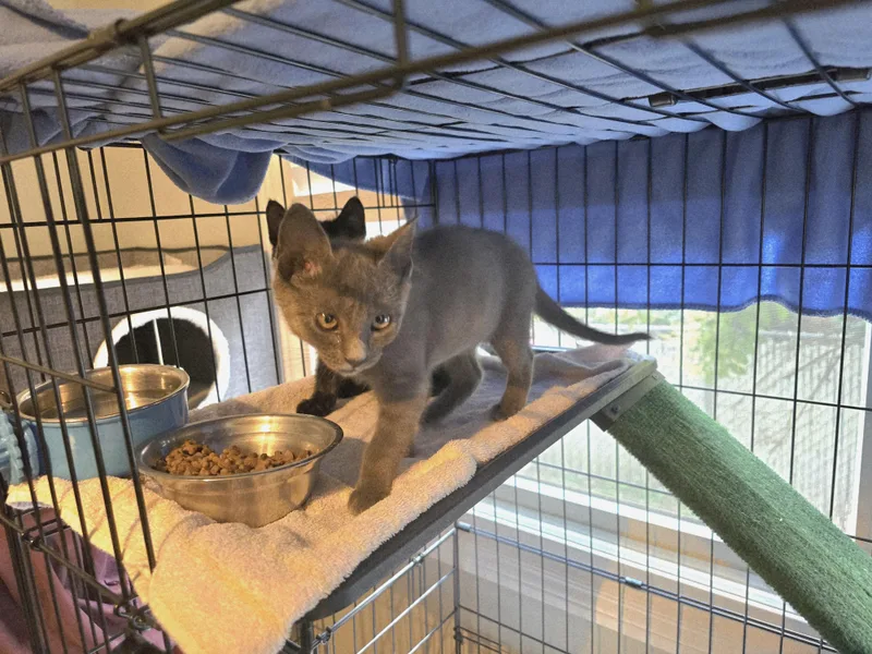 A baby medium-sized female Russian Blue cat named Gabbi for adoption in Woodbridge, NJ