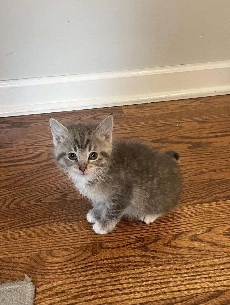 A baby medium-sized female Tabby (Gray / Blue / Silver) Tabby cat named Mia for adoption in Wadsworth, IL